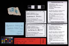 NHMW-GEO-2007z0149-0163_Ol_02.tifGalatheites diasema (Robins, Feldmann, Schweitzer & Bonde, 2016)  (NHMW-GEO-2007z0149-0163)